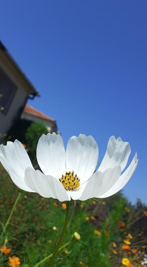 Casa De Coco Villa วิลา โนวา เจ ปัวอาเรส ภายนอก รูปภาพ